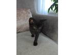 Adopt 4 kittens a All Black Domestic Shorthair (short coat) cat in Salem