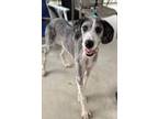 Adopt King Louie a Mixed Breed (Medium) / Mixed dog in Killen, AL (41541415)