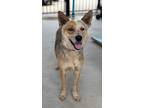 Adopt Codee a Mixed Breed (Medium) / Mixed dog in Killen, AL (41541414)