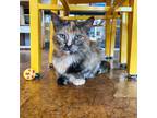 Adopt Baileigh a Domestic Mediumhair / Mixed (medium coat) cat in St.