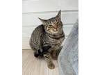 Adopt Queen Latifa a Brown Tabby Domestic Shorthair / Mixed (short coat) cat in