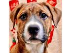 Adopt Bobo a Spitz (Unknown Type, Medium) / Labrador Retriever / Mixed dog in