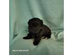Zuchon Puppy for sale in Shelbyville, IN, USA
