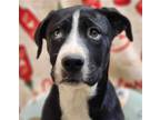 Adopt Beatrice a Spitz (Unknown Type, Medium) / Labrador Retriever / Mixed dog