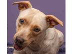 Adopt Lizzie a Tan/Yellow/Fawn Labrador Retriever / Terrier (Unknown Type