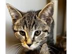 Adopt Cayenne a Domestic Shorthair / Mixed (short coat) cat in Tiffin