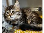 Adopt Cashmere a Domestic Longhair / Mixed (short coat) cat in Tiffin