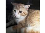 Adopt Channing a Domestic Shorthair / Mixed (short coat) cat in Tiffin