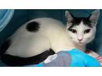 Adopt Clover a Domestic Shorthair / Mixed (short coat) cat in Tiffin