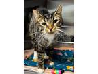 Adopt Chickadee a Domestic Shorthair / Mixed (short coat) cat in Tiffin
