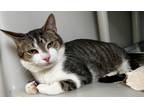 Adopt Cecil a Domestic Shorthair / Mixed (short coat) cat in Tiffin