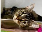 Adopt Cece a Domestic Shorthair / Mixed (short coat) cat in Tiffin