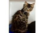 Adopt Dolce a Domestic Longhair / Mixed (short coat) cat in Tiffin