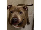 Adopt Chapo a American Pit Bull Terrier / Mixed dog in Tiffin, OH (41513416)