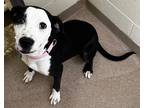 Adopt Luna a American Pit Bull Terrier / Mixed dog in Tiffin, OH (41513415)