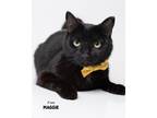 Adopt Maggie a Domestic Shorthair / Mixed (short coat) cat in Boone