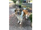 Adopt Steve a Mixed Breed (Medium) / Mixed dog in Ocala, FL (41481840)