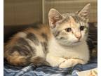 Adopt Robin Wright(Petsmart) a Domestic Shorthair / Mixed (short coat) cat in