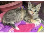 Adopt Lilibeth(Petsupermarket) a Domestic Shorthair / Mixed (short coat) cat in