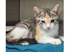 Adopt Eartha Kit(Petsmart) a Domestic Shorthair / Mixed (short coat) cat in