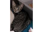 Adopt Banyan(Petsmart) a Domestic Shorthair / Mixed (short coat) cat in Ocala