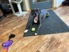 Adopt Diesel a Labrador Retriever / American Pit Bull Terrier / Mixed dog in