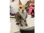 Adopt Callie a Domestic Shorthair / Mixed cat in San Antonio, TX (41505667)