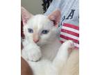 Adopt Naruto a Orange or Red (Mostly) Siamese / Mixed cat in San Antonio
