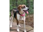 Adopt Sangria a Beagle / Terrier (Unknown Type, Medium) / Mixed dog in Ellijay