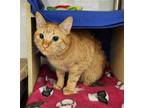 Adopt Milton a Domestic Shorthair / Mixed cat in Salt Lake City, UT (41489593)