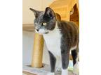 Adopt Silko a American Shorthair / Mixed (short coat) cat in San Diego