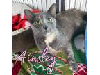 Adopt Ainsley a Domestic Shorthair / Mixed (short coat) cat in Hillsboro