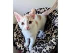 Adopt Purrington24 a Domestic Shorthair / Mixed (short coat) cat in Youngsville