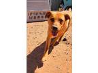 Adopt Brown a Shepherd (Unknown Type) / Mixed Breed (Medium) / Mixed dog in