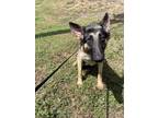 Adopt Blackie a German Shepherd Dog / Mixed dog in Wauchula, FL (41532049)