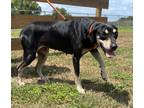 Adopt Sierra a Hound (Unknown Type) / Mixed dog in Wauchula, FL (41532048)
