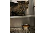 Adopt Rocky a Domestic Shorthair / Mixed (short coat) cat in Wauchula