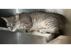 Adopt Alice a Domestic Shorthair / Mixed (short coat) cat in Wauchula