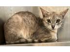 Adopt Rose a Domestic Shorthair / Mixed (short coat) cat in Wauchula