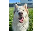 Adopt Azula a Husky / Mixed dog in Warren, MI (41531802)