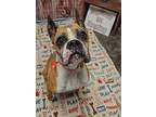 Adopt Audrey a Boxer / Mixed dog in Warren, MI (41531801)