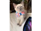 Adopt Spectre a Siamese / Mixed (short coat) cat in New Braunfels, TX (41531757)