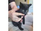 Adopt Bert a All Black Domestic Mediumhair / Mixed cat in Libertyville