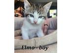 Adopt Elmo a White Domestic Shorthair / Mixed cat in Libertyville, IL (41513453)