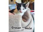 Adopt Grover a Black & White or Tuxedo Domestic Shorthair / Mixed cat in