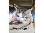 Adopt Rosita a White Domestic Shorthair / Mixed cat in Libertyville