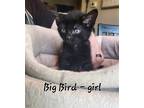Adopt Big Bird a All Black Domestic Shorthair / Mixed cat in Libertyville