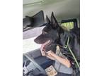 Adopt Luna a Black German Shepherd Dog / Labrador Retriever / Mixed dog in
