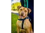 Adopt Phoenix a American Staffordshire Terrier / Mixed dog in Ewing