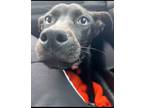 Adopt Pantera a Black Labrador Retriever / Mixed dog in Raleigh, NC (41541383)